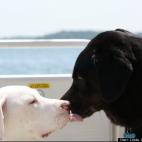 Linda Crump Bassett:Morley & Huey on the boat at Lake Gaston