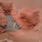 PogzChampion:désolé, plus de place sur l'oreiller !