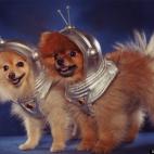 Denscape:Dash and Mindy on patrol