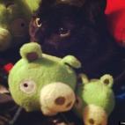 Kira Young:Catarina and her piggies enjoying a relaxing morning.