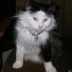 happygranola:The first night home from the shelter he hopped right up on my bed, laid down next to me, and with his paw held onto my hand all night. We were instant friends who cuddle.