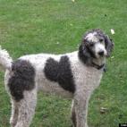 Sue Hansen:Porsche,a standard party poodle, has the most awesome marking!
