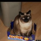 Rotobabe:Our cat Susie, a rescue Siamese, after she fought off an almost deadly bout of feline distemper.