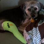 vancouverbc:My baby the day after knee surgery.