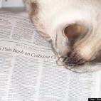 Rotobabe:My rescue Siamese Bonnie reading Ron Brownstein.
