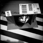 stevenasc: Boy in a Box