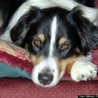 Michael Frederick Spratt:RIP Tui - a loyal pet, sister to Kiwi and vineyard bird dog