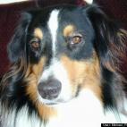 Michael Frederick Spratt:Faithful companion of Tui and protector of the vineyard.