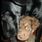 ibwilliamsi:Our Black Lab Mandy thought Oscar was THE best toy we had ever gotten for her.