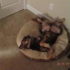 ibwilliamsi:He is the cutest sleeper EVER.