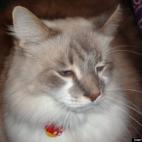 Denice Brown:Haku is an outstanding buddy. 18lbs of love. It was Love at first site at the Shelter.