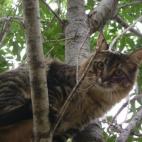 pollylpc:Ziggy keeping an eye on the bird feeder!!