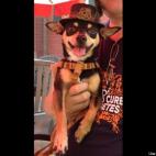 JohnTheMac:This is Charlie, wearing his Steampunk hat.