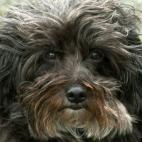 totemjoe:Adopted March 2012.