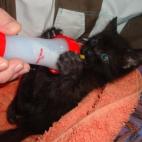 TJeff97:Les loulous en force