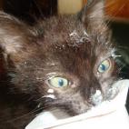 TJeff97:Les loulous en force