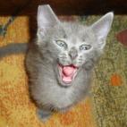 TJeff97:Les loulous en force