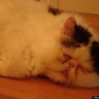 Hubert Trace:Pooped!