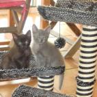 TJeff97:Les loulous en force