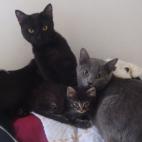 TJeff97:Les loulous en force