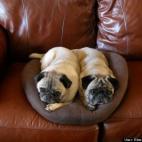 Elise Hanson Aust:One Pillow, Twp Pugs