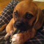 cwachs12:Tooga is the sweetest, funniest little pup. He's crazy hyper one minute and a total cuddle bug the next. He's almsot three months old and his name is short for the pirate island of Tortuga:)