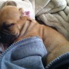 cwachs12:Tooga is almost 3 months old and he's the sweetest little pup who's crazy hyper half the time and a complete snuggle bug the rest of the time. He's named after the pirate island of Tortuga and he's got the skull and cross bone collar to...