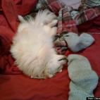 Diana Kretzschmar:Knocked out by Socks