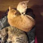 lnathal:la crise du logement, partout, en encore là il en manque un !