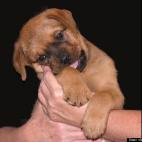 cletusandronicus:"Bear" a rescue puppy found on the street, from Angels of Assissi in Roanoke, Va.