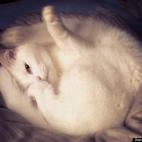 Tina Skulima:luna, showing off outstanding gymnastic skills. after over 2 years in a shelter, luna really was a shy little piece of fluff. It's great fun to watch her feel more comfortable in her new home day after day. it wasn't easy to choose ...