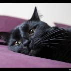 Aliasmoony:Moon is a really cute cat. He has two years and I love him ! Please like this picture :)