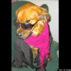 HuffPost Blogger Jane Devin:My rescued mixed breed was very sick and on death row when I got her. I had no idea what her personality was. Turns out she's the best dog I've ever had, and patient too!