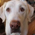 winslowbrook:a face only an owner can love!