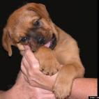 cletusandronicus:"Bear" is a rescue puppy found on the street.