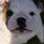 chrisel0:This is WIlson. He was ten weeks old when I got him (Nov.'12). I named him after the volleyball in the Tom Hanks movie "Cast Away".