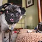 Jennifer Finnell:Uncle and Sweet Pea were adopted from Happy Angels Dog Rescue from South Korea in May!