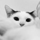 incant:A caretaker....