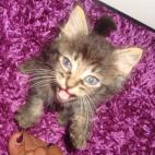 TJeff97:Les loulous en force