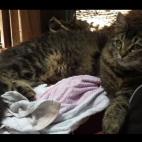 TJeff97:Les loulous en force