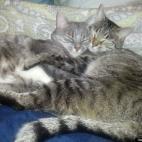 serenavonk:Usually mortal enemies, Twiggy and Yoda share a tight embrace to survive a long, cold night