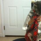 serenavonk:An inside cat dons her best in attempt to gain access to the real world