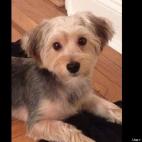 Liza Oestreich:Little Bear being his cute attentive self.