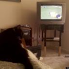 serenavonk:Yoda watches the game all the way to the bitter end.