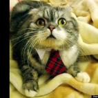 Joanne Won:I adopted Butch who is a senior Scottish Fold. He is very affectionate and playful and really more than I could ask for from a pet. I hope more folks are open to adopting a senior cat as they make just as great of a companion as kittens.