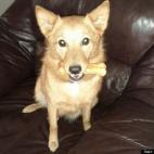 Lauren Burrell:My beautiful puppy, Sperry. The greatest addition to my new family in 2012