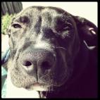 sliqrik:Louise is an incredibly energetic girl who will cover you with kisses while she wiggles her little butt uncontrollably!