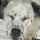 Abbie Mac Elliott:Sleepy Scoop