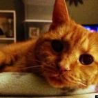 IOwnACat:Ms. Jeremy is 18 years old and enjoys lounging in her bed all day