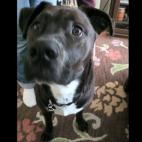 sliqrik:Oliver is an adorable three legged pitt bull/lab mix. His smiling face and boundless energy have saved me from countless grey days. He's my boy and I couldn't possibly love him more.